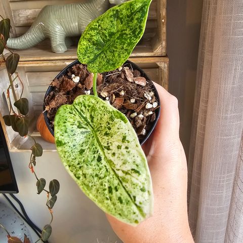 Alocasia Dragon Scale Mint Variegata