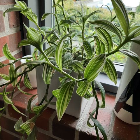 Tradescantia albiflora stiklinger