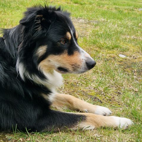 Border collie 4 år tricolour