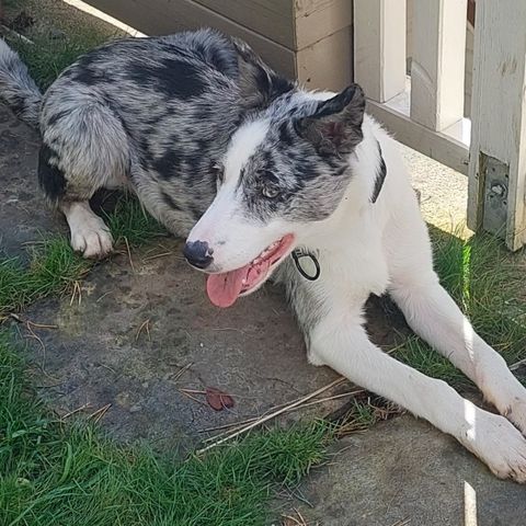 Border Collie Blue Merle valp selges