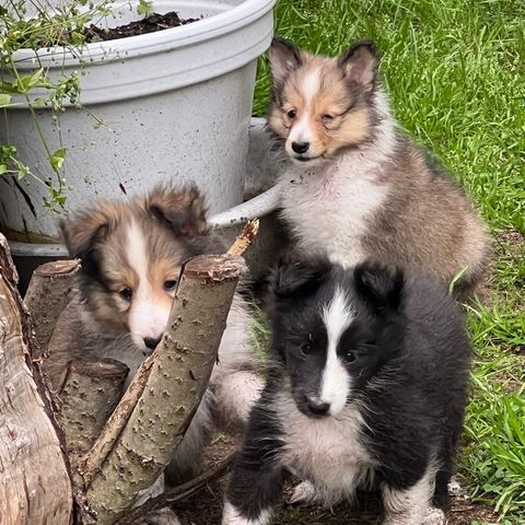 Shetland Sheepdog Sheltie