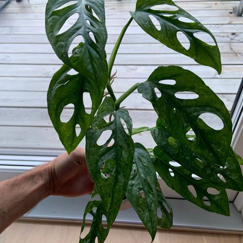 Stor Monstera Adansonii Mint - Hele Plante