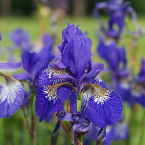 Sibiriris 'Blue King' flerårig staude