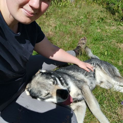 Ønsker å kjøpe labrador tispe