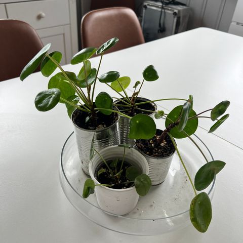 Elefantøre (Pilea peperomioides)