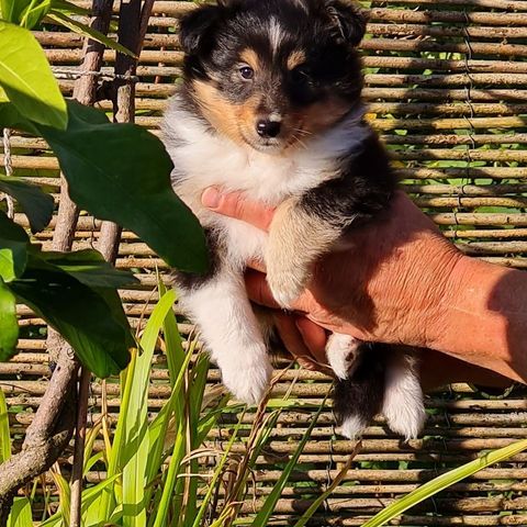 Shetland Sheepdog Sheltie