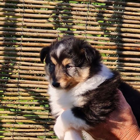 Shetland Sheepdog Sheltie