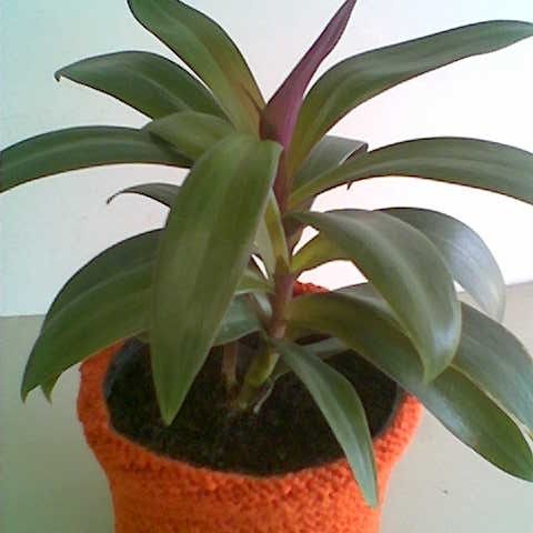 Tradescantia inkl. ny strikket potteskjuler kr. 100 - bare planten kr. 50