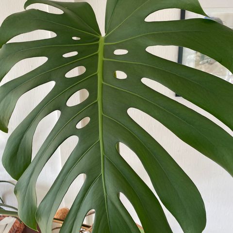 Stor grønn plante/ stue plante Monstera