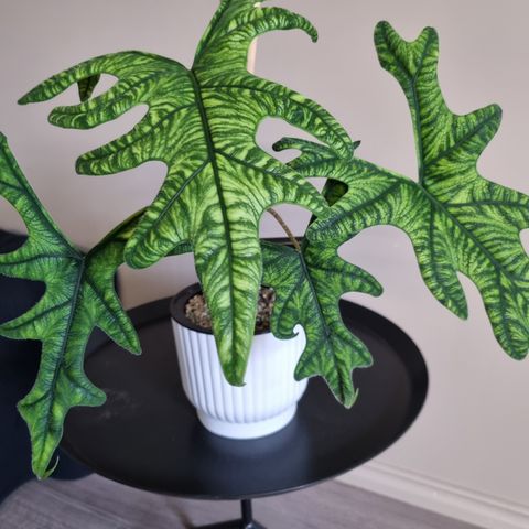 Alocasia Jacklyn knoller selges