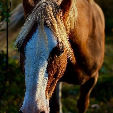 Welsh cob settes ut på for