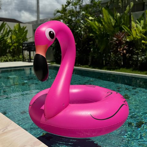 Flamingo badering