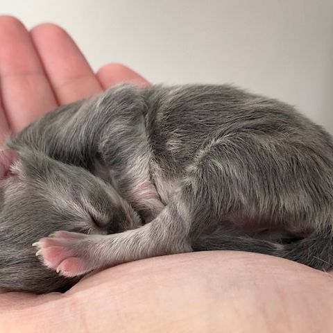 Sibirkattunger - Sibirkatt med stamtavle *alle kattungene holdt av*