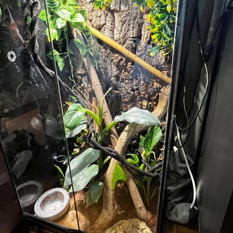 Herlig daggekko m/ terrarium vurderes solgt