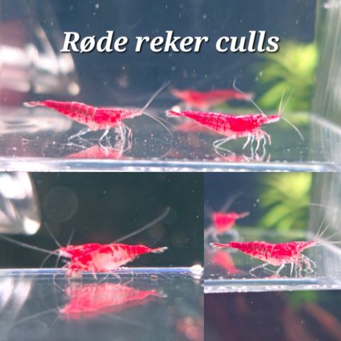 Røde reker Culls