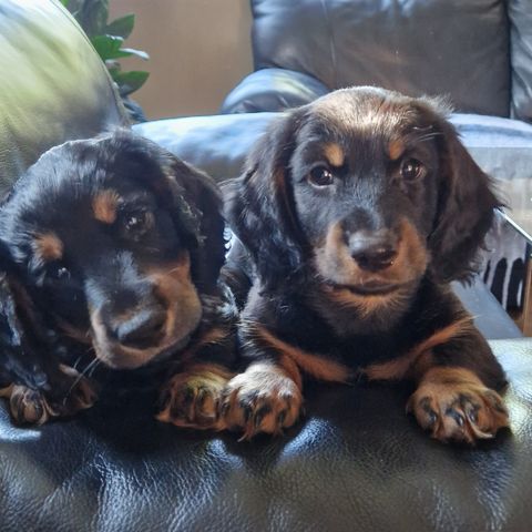 Dachshund valper