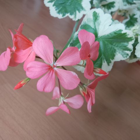 Pelargonium Specials Variegated Frank Headly.stikling.oransje.