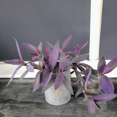 Planter : Tradescantia pallida