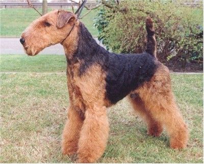 Welsh Terrier hann valp selges