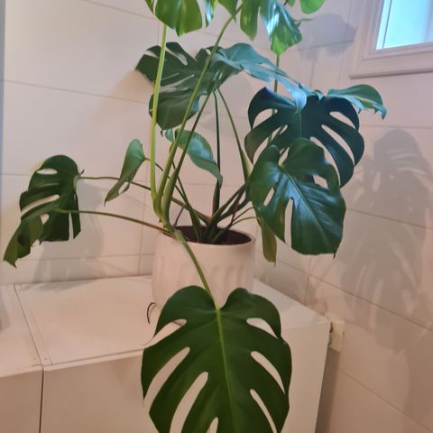 Stor Monstera selges