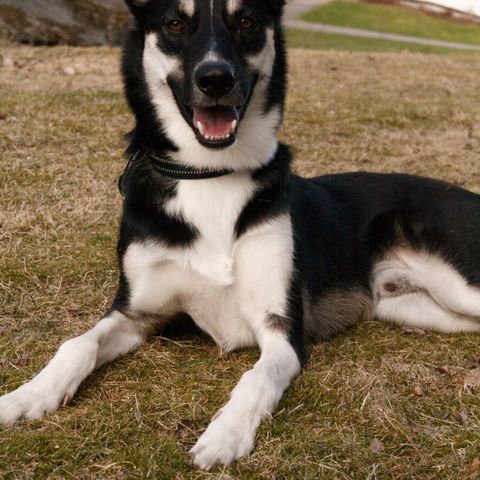 Alaska husky