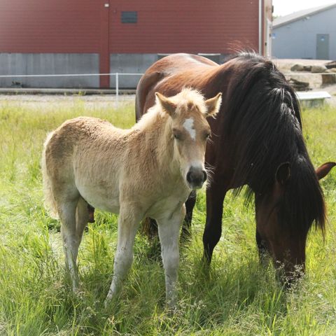 Nordlandshest hingsteføll