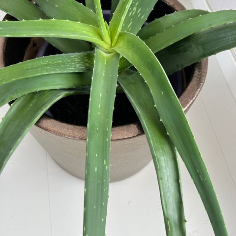 Grønn plante - aloe vera