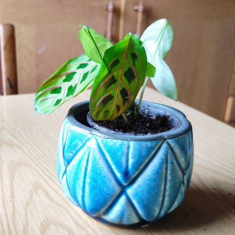 Maranta Tricolor babyplanter