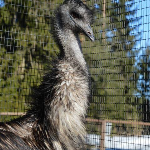 Emu par