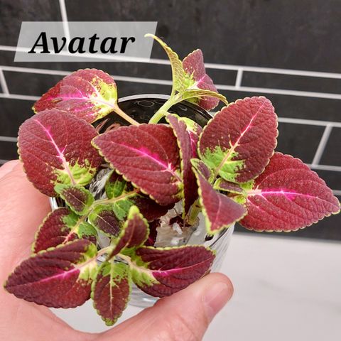 Coleus stiklinger