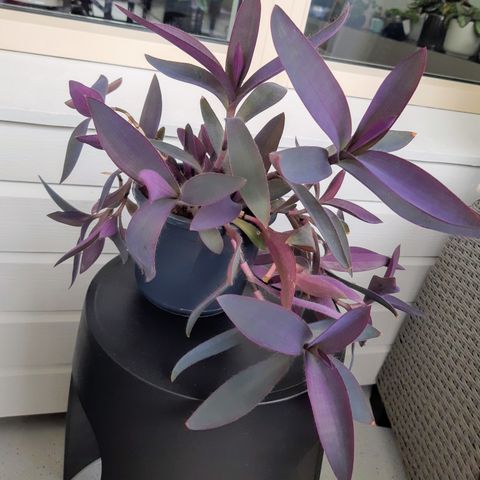 Planter : Tradescantia pallida