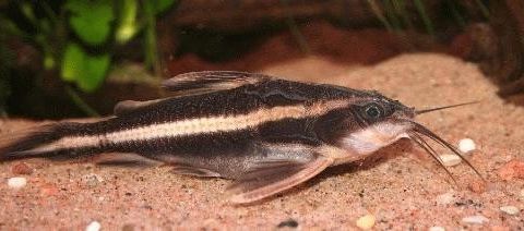 Platydoras costatus (Stripet sjokolademalle)