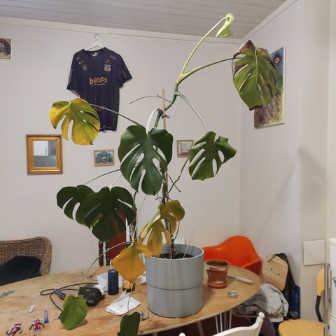 Stor (160cm høy) men sliten monstera