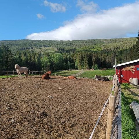 Stallplass på Leira i Valdres leies ut