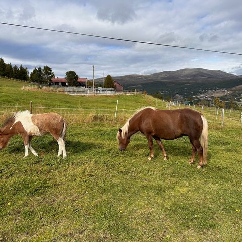 Islandshester hoppe med føll selges