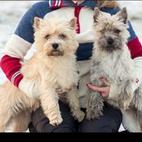 Cairn terrier valper