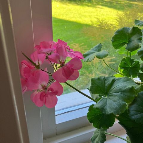 Pelargonia / granium