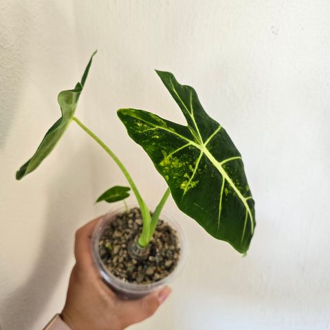 Alocasia Frydek Aurea