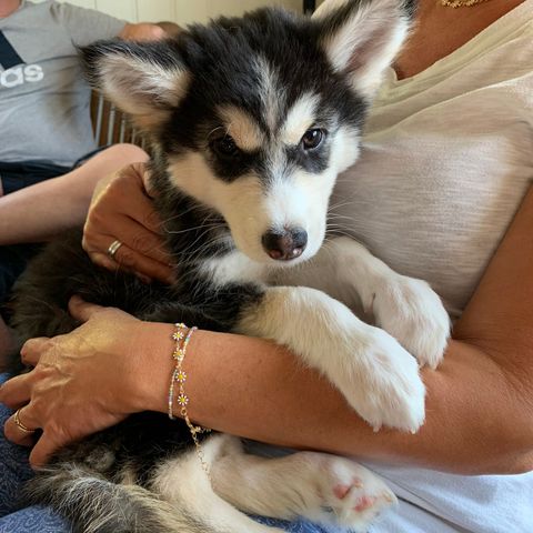 Siberian Husky-Border Collie Blanding