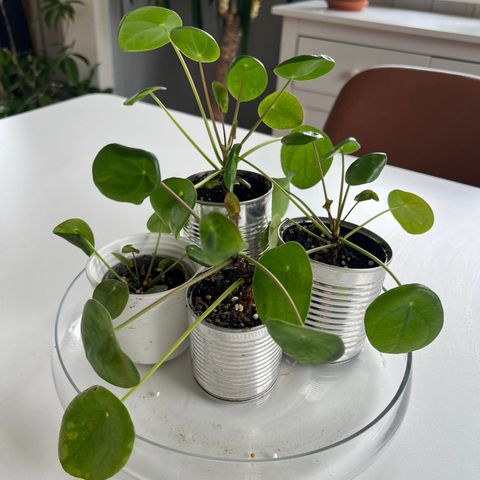 Elefantøre (Pilea peperomioides)