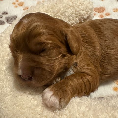 Flotte Cavapoo valper