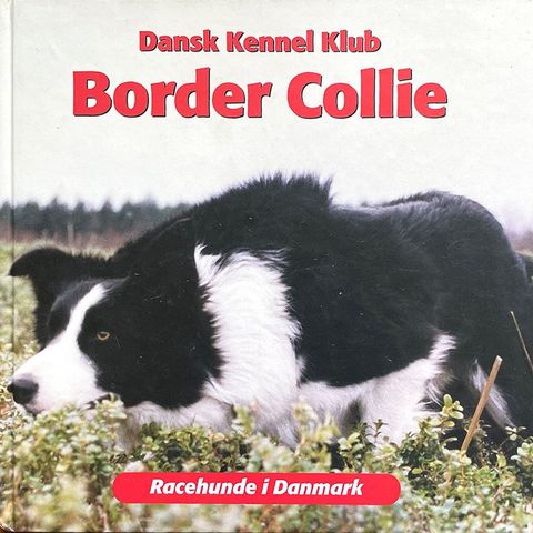 BORDER COLLIE 