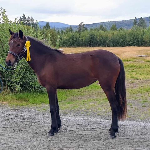 Nordlandshest/lyngshest hoppe 1 år