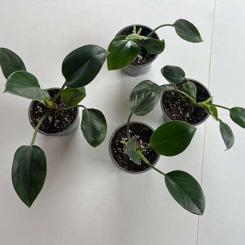 Philodendron ‘Green Princess’