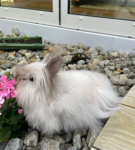 Nydelig kanin selges (med bur og utstyr)