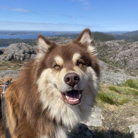 Finsk Lapphund omplasseres