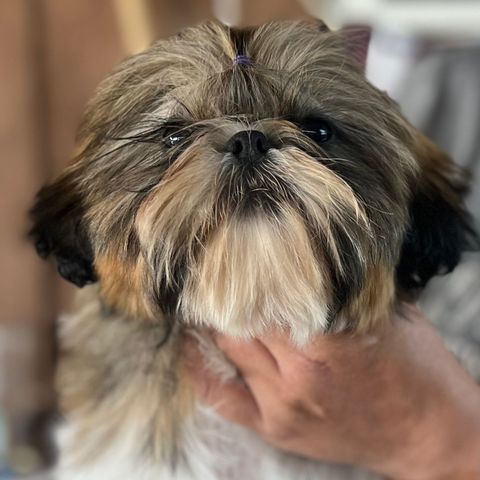 NKk reg shih tzu Hanne