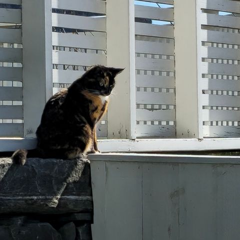 Nydelig tricolor hun-katt.