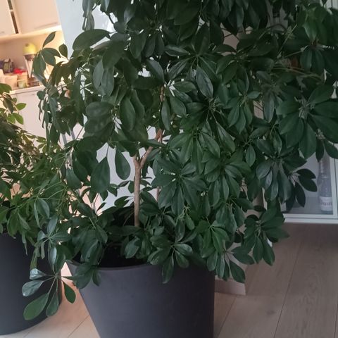 Schefflera  med potte