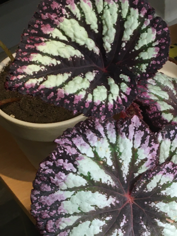 Begonia firework stikling med rot selges 250 kr